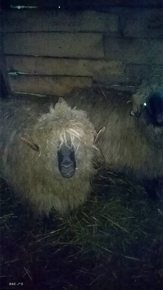 am doi berbeci bucalai rasa pura