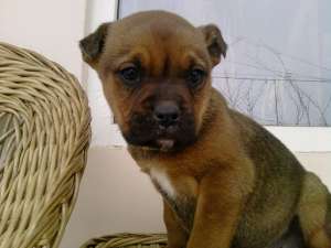 Cateluse superbe boxer de vanzare