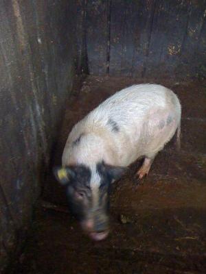vind purcei vietnamezi si purcei mangalita