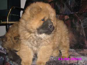 vand chow chow mici ursuleti
