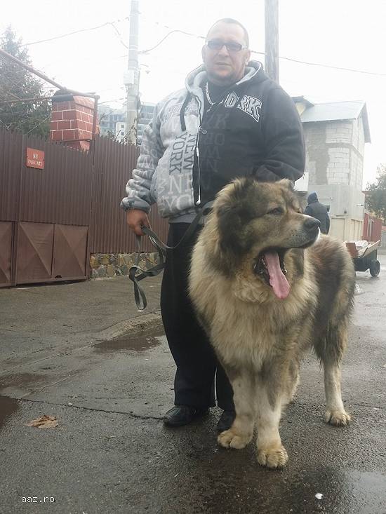 Te ajut sa ai un catel care te asculta!