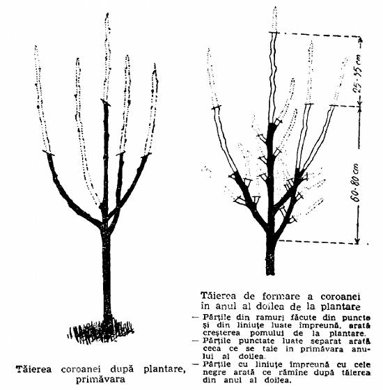 Tăieri de intretinere pomi si arbusti fructiferi sau ornamentali