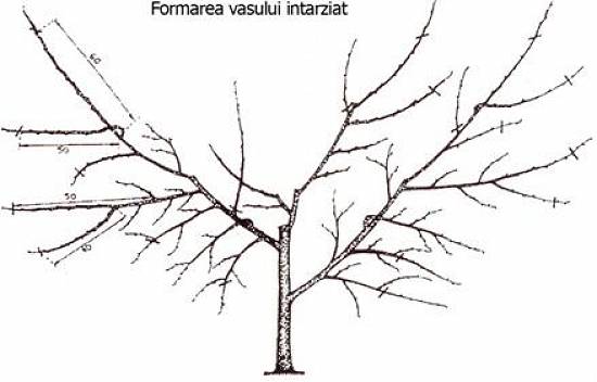 Tăieri de intretinere pomi si arbusti fructiferi sau ornamentali