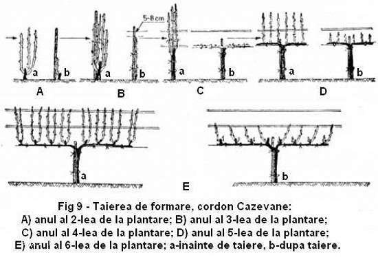 Tăieri de intretinere vită de vie