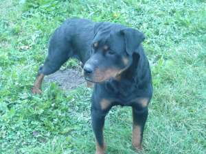 adopt pui rottwailer