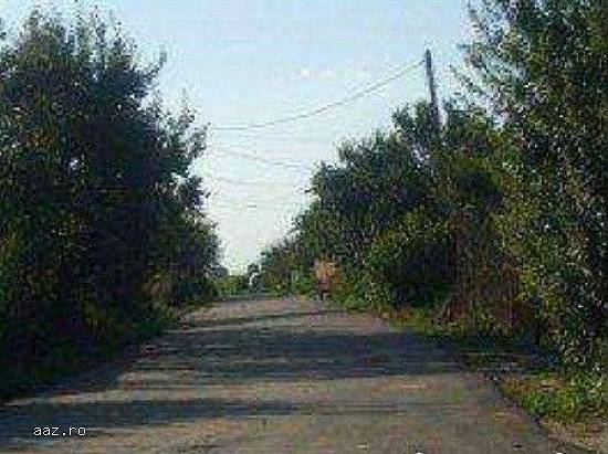 Teren Intravilan Destinatie Mixta Localitatea Copaceni Judet Ilfov