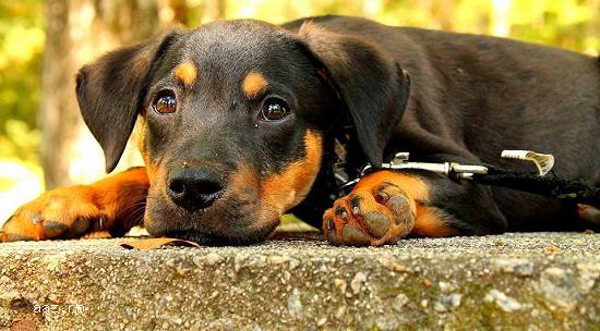 Dresaj canin de specialitate