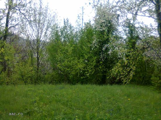 Proprietar vand teren Provita de Jos,  sat Piatra,  jud. Prahova