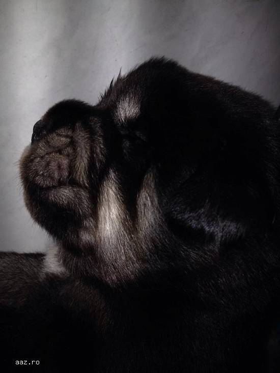 Vand catei rasa Mastiff tibetan