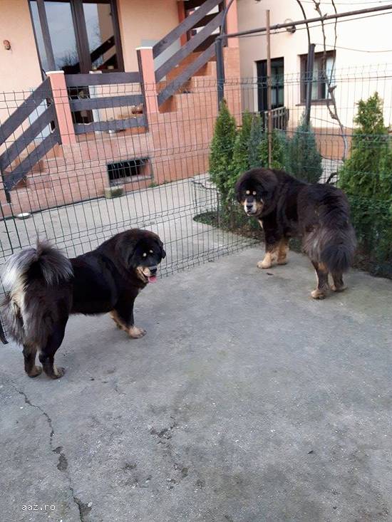 Vand catei rasa Mastiff tibetan