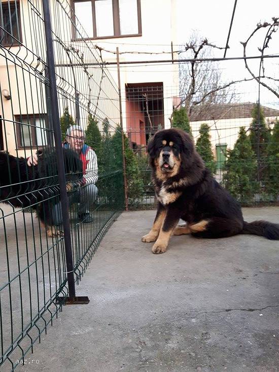 Vand catei rasa Mastiff tibetan