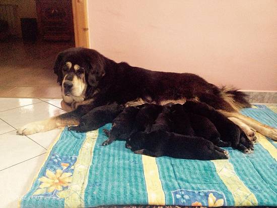 Vand catei rasa Mastiff tibetan