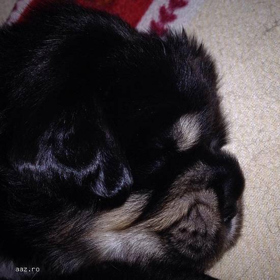 Vand catei rasa Mastiff tibetan