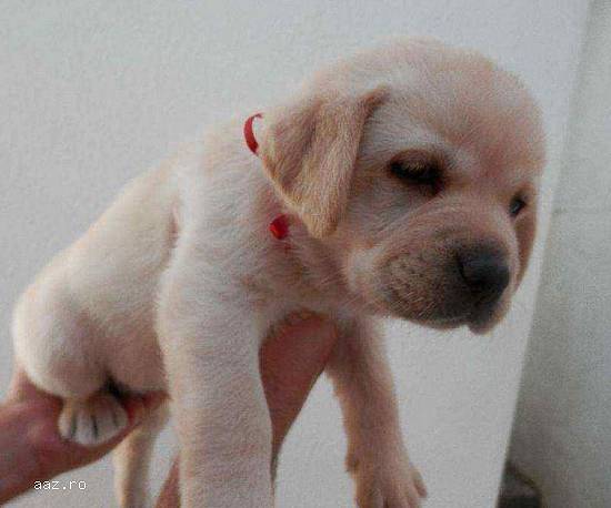 Crescator,  vand Labrador Retriever