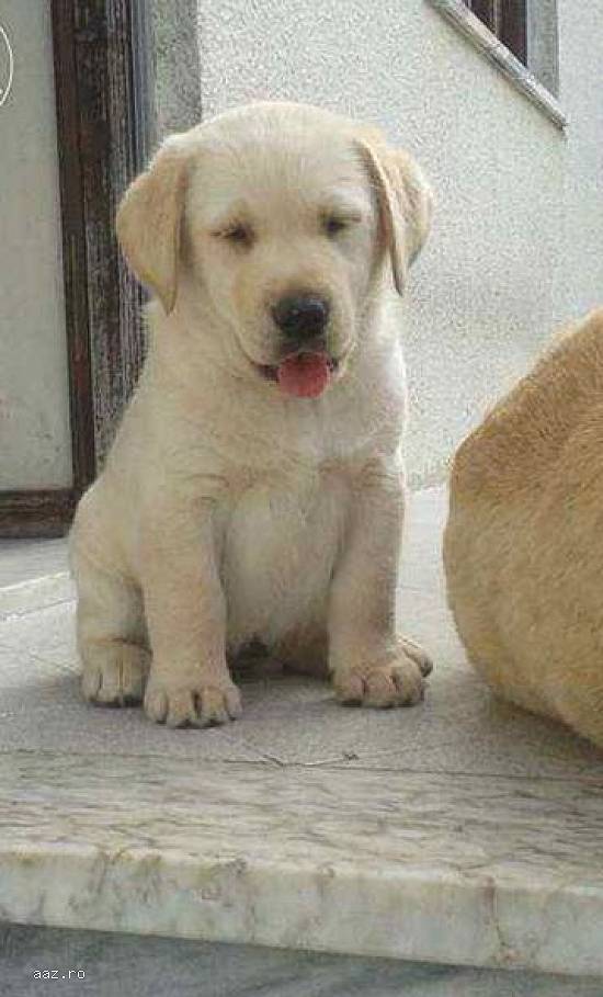 Crescator,  vand Labrador Retriever