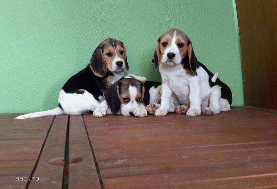 vand puisori Beagle tricolor