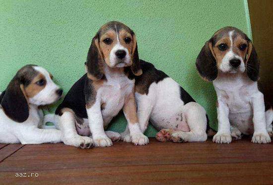 vand puisori Beagle tricolor
