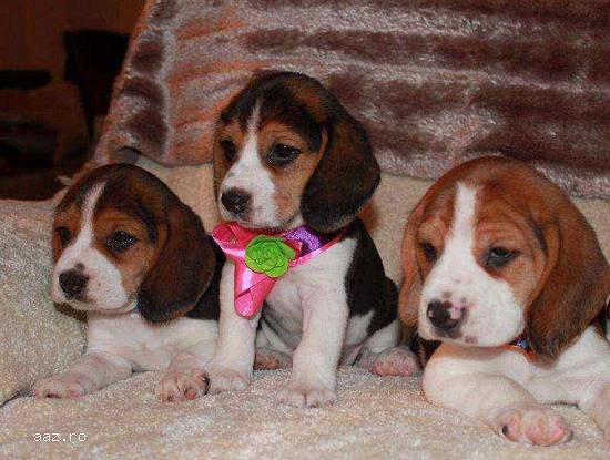 vand puisori Beagle tricolor
