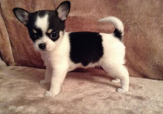 Puisori din rasa Chihuahua