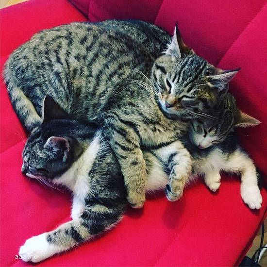 Ofer spre adoptie doi motanei iubitori in varsta de 3 luni