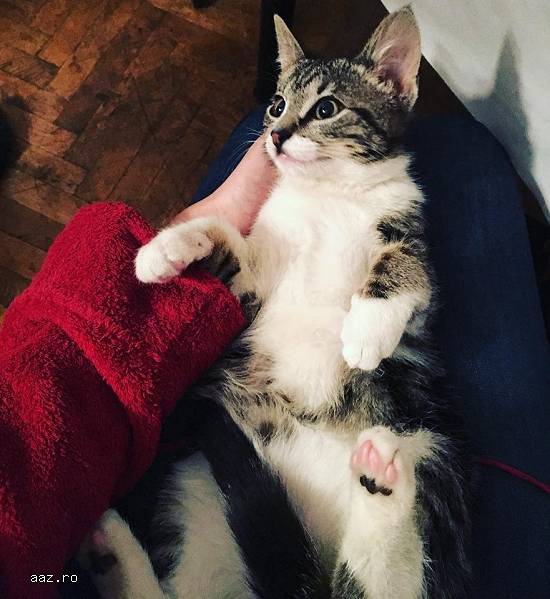 Ofer spre adoptie doi motanei iubitori in varsta de 3 luni