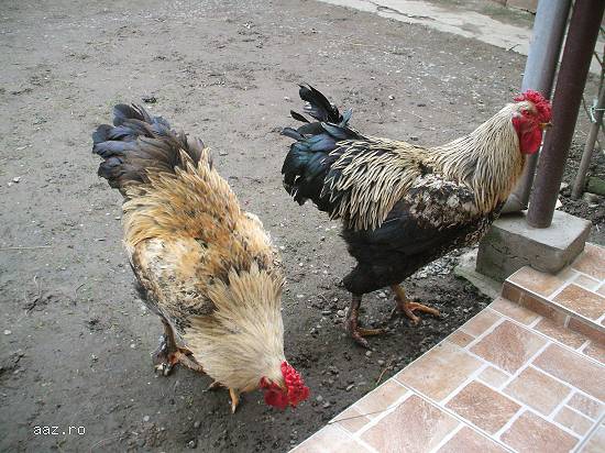 Vând 2 Cocoși Frumoși