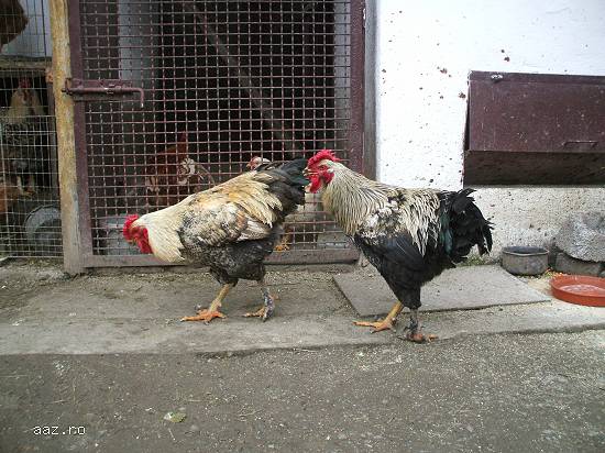 Vând 2 Cocoși Frumoși