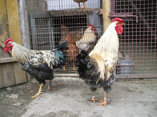 Vând 2 Cocoși Frumoși