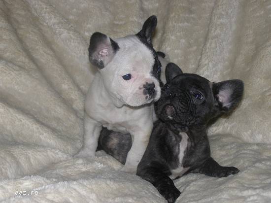 Dulce pui de bulldog francez