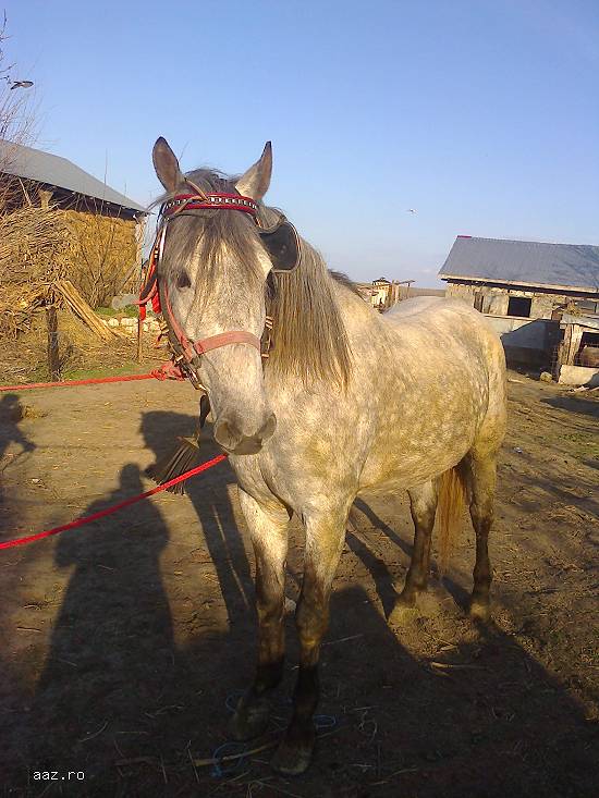 Vand cal lipitan