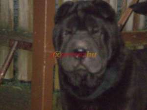 shar-pei de vinzare