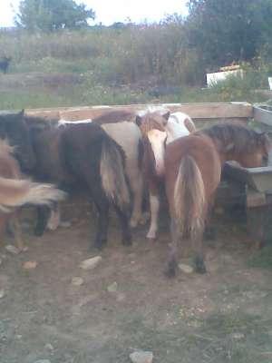 vand ponei