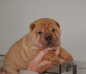 vand pui CHOW-CHOW si pui SHAR-PEY