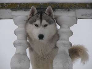 Husky cu pedigree din aprinti campioni