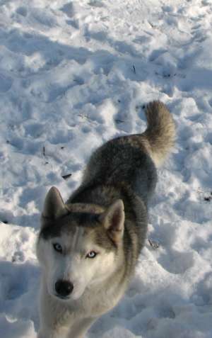 Husky cu pedigree din aprinti campioni