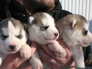 Husky cu pedigree din aprinti campioni