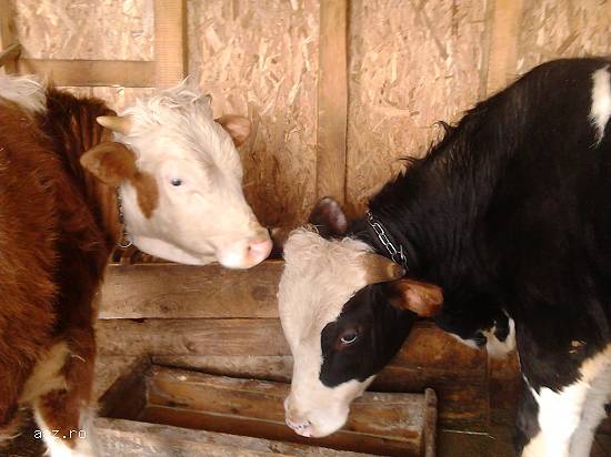 Vând vitei intre200-250kg , vârstă 6-8luni, Cre...