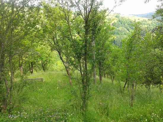 Vand casa la munte cu teren in Judetul Alba