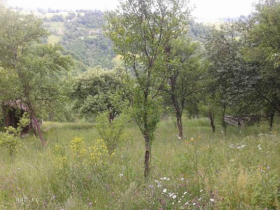 Vand casa la munte cu teren in Judetul Alba