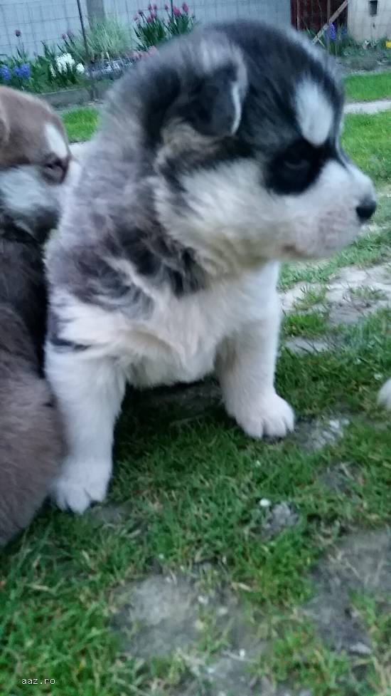 Husky Siberian
