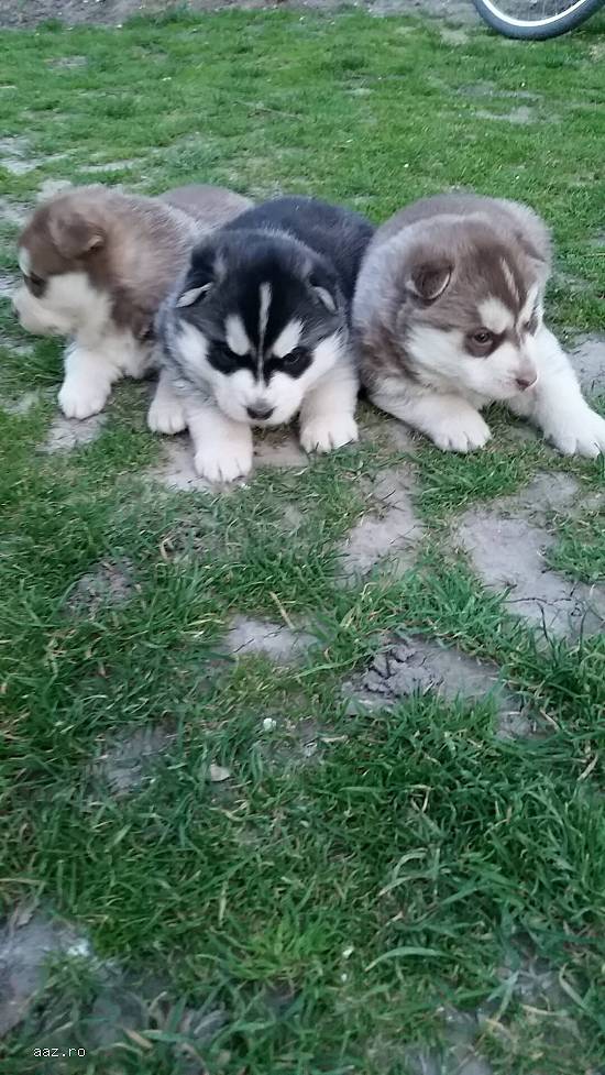 Husky Siberian