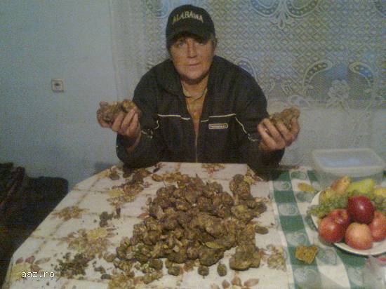 vand caini pentru cautat trufe