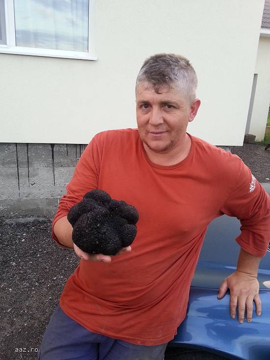 vand caini pentru cautat trufe