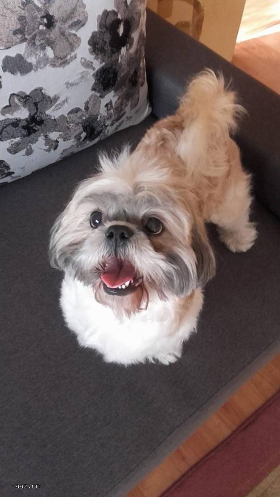 Mascul Shih Tzu pentru monta