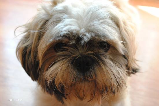 Mascul Shih Tzu pentru monta