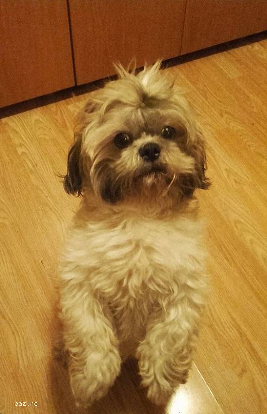 Mascul Shih Tzu pentru monta
