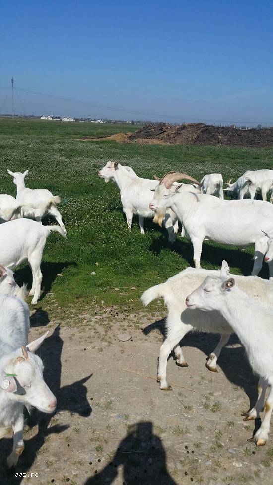 Vand 140 capre saanen fatate sau gestante