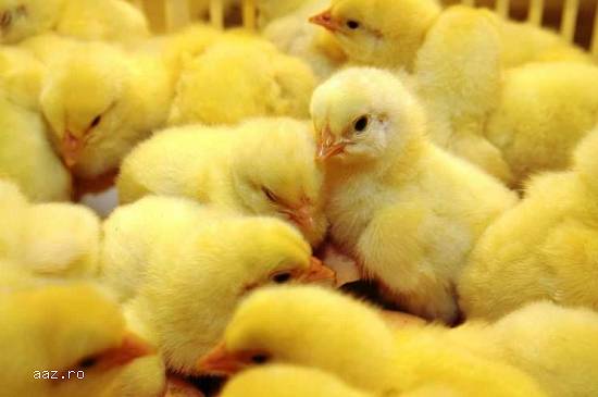 Vindem pui de gaina zburati Kabir,  Porumbac negru si Ross de carne
