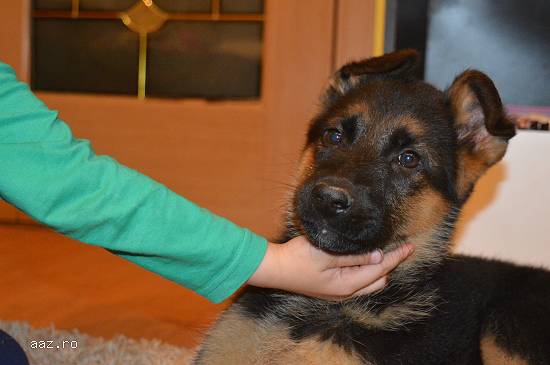 Cateii ciobanesc german linii de show.