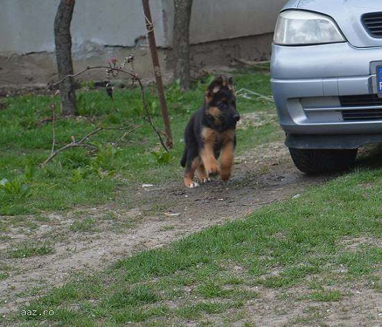 Cateii ciobanesc german linii de show.